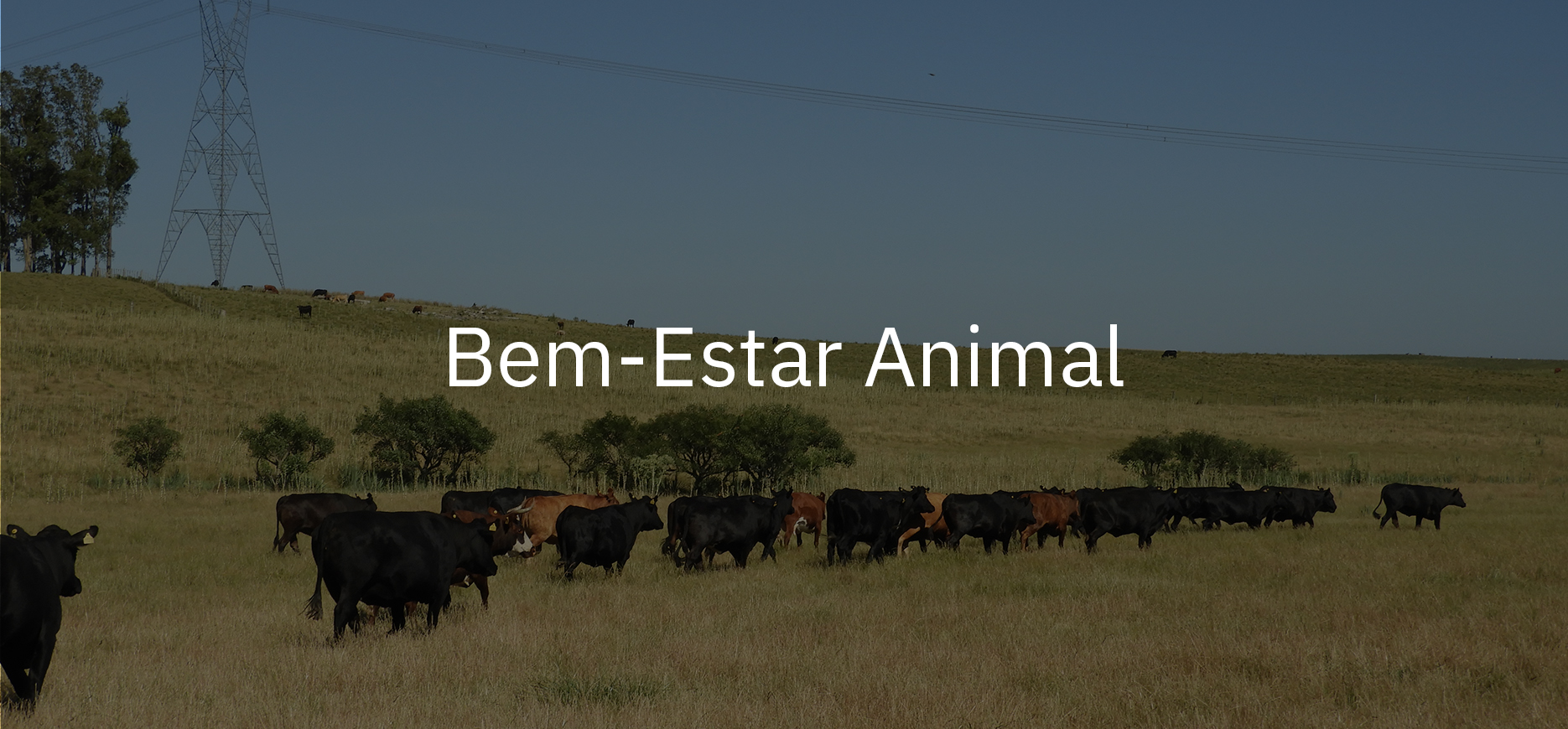 bem estar animal