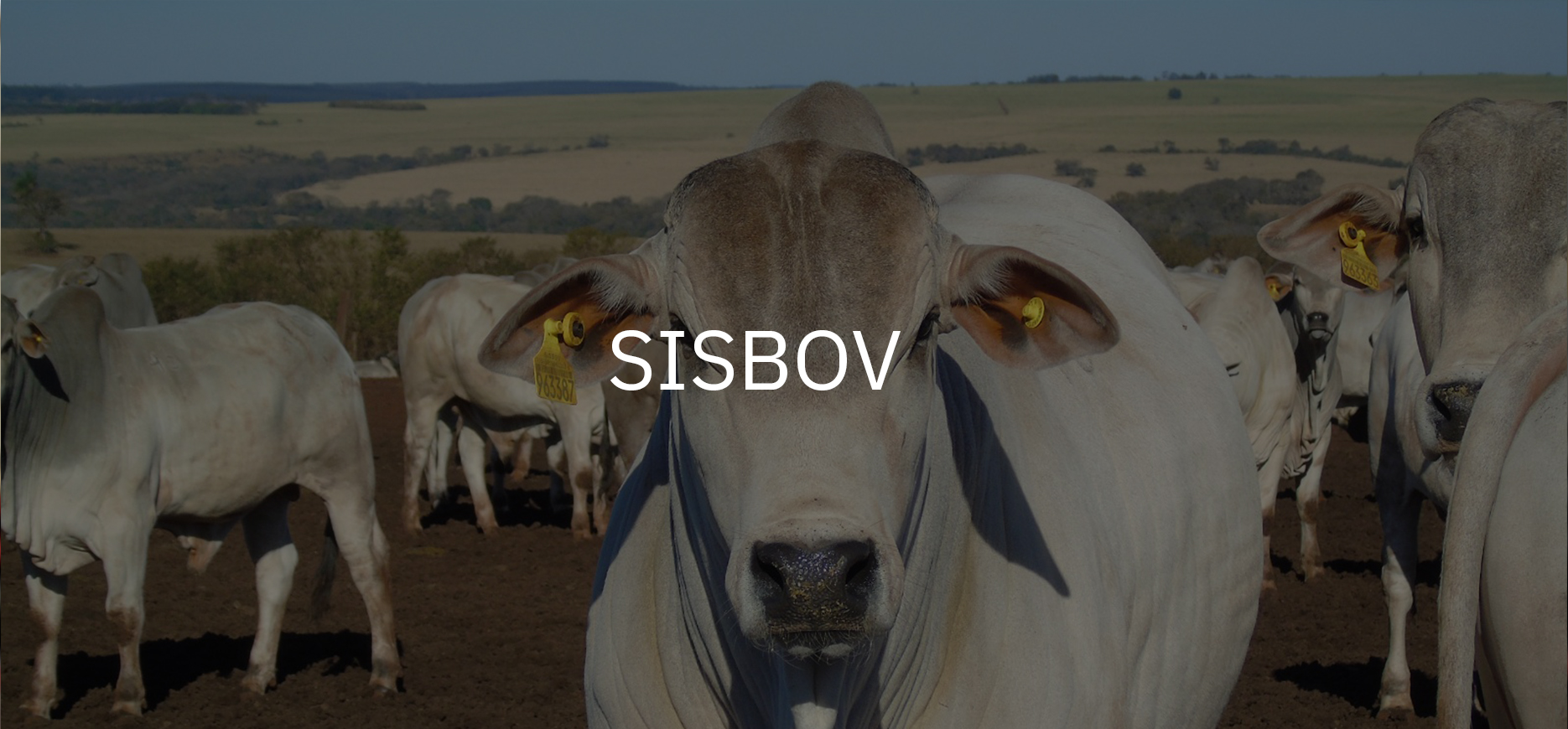 sisbov